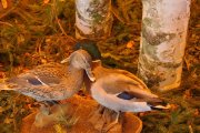 DSC_0036_800x531