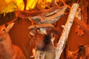 DSC_0037_800x531