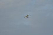 DSC_0155_800x531