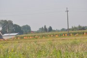 DSC_0262_800x531