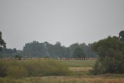 DSC_0345_800x531