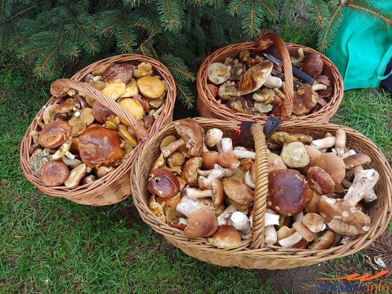 I Miedźniańskie grzybobranie bardzo udane.
